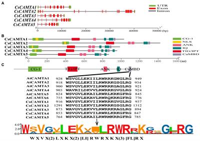 Identification and Expression Analysis of CAMTA Genes in Tea Plant Reveal Their Complex Regulatory Role in Stress Responses